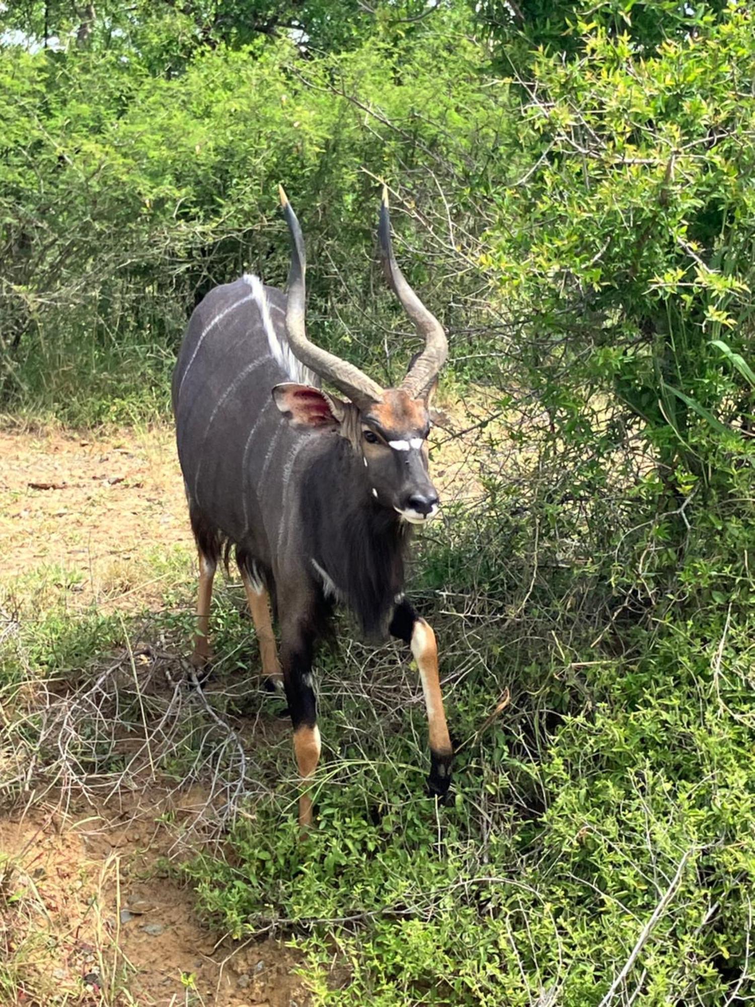 El Seuno De Africa -The Dream Of Africa Villa Japaratinga Ngoại thất bức ảnh