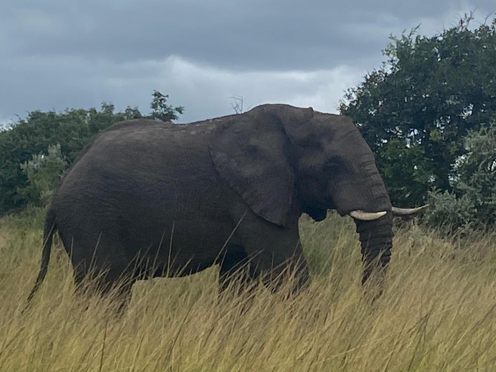 El Seuno De Africa -The Dream Of Africa Villa Japaratinga Ngoại thất bức ảnh