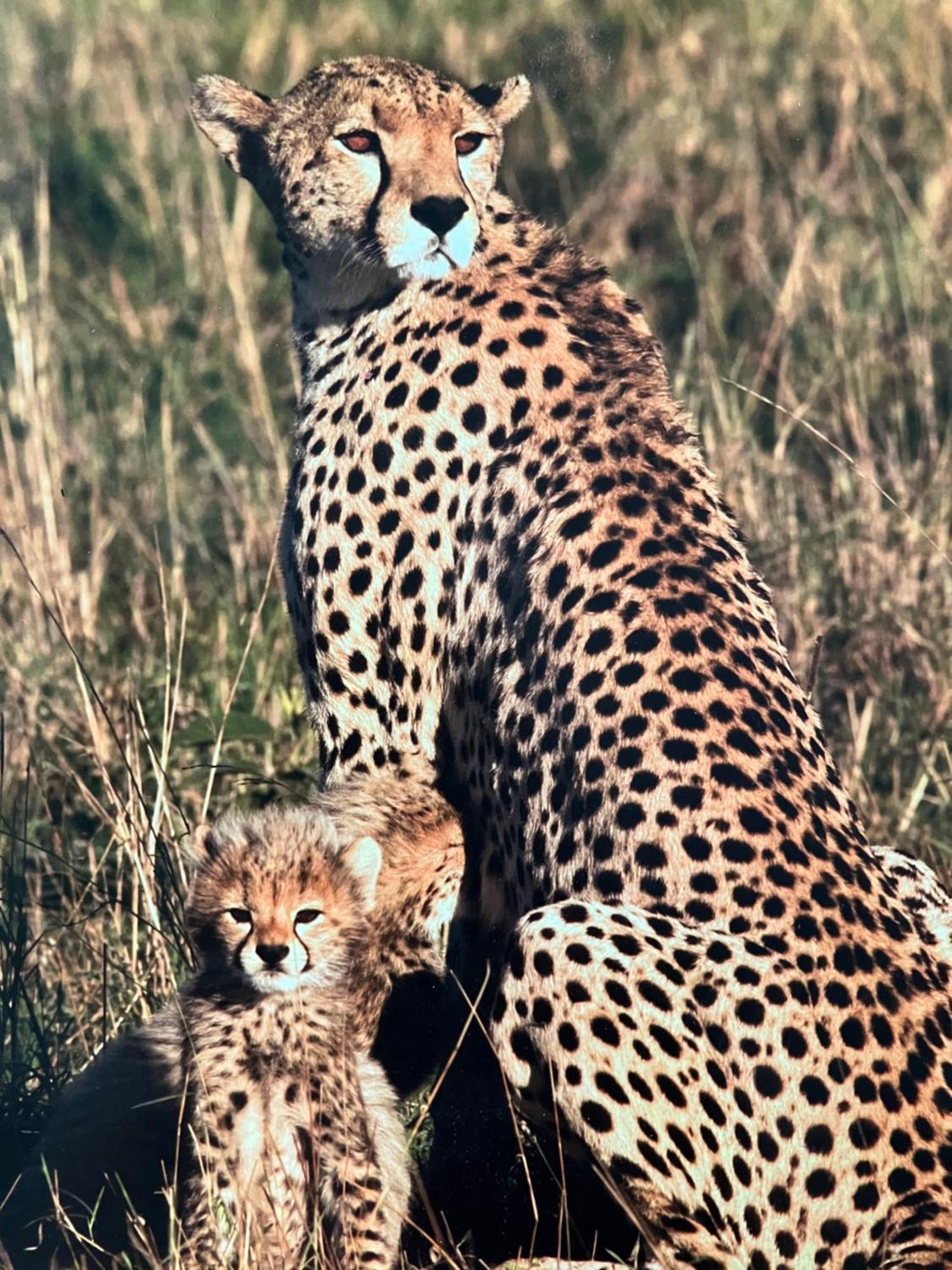 El Seuno De Africa -The Dream Of Africa Villa Japaratinga Ngoại thất bức ảnh