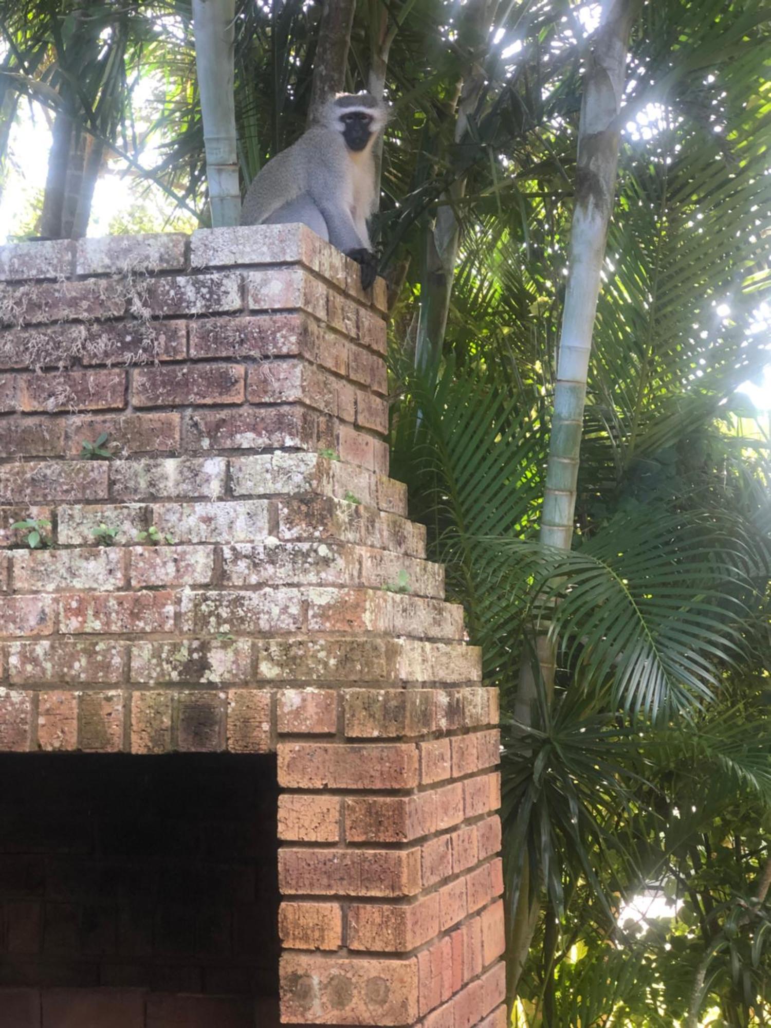 El Seuno De Africa -The Dream Of Africa Villa Japaratinga Ngoại thất bức ảnh